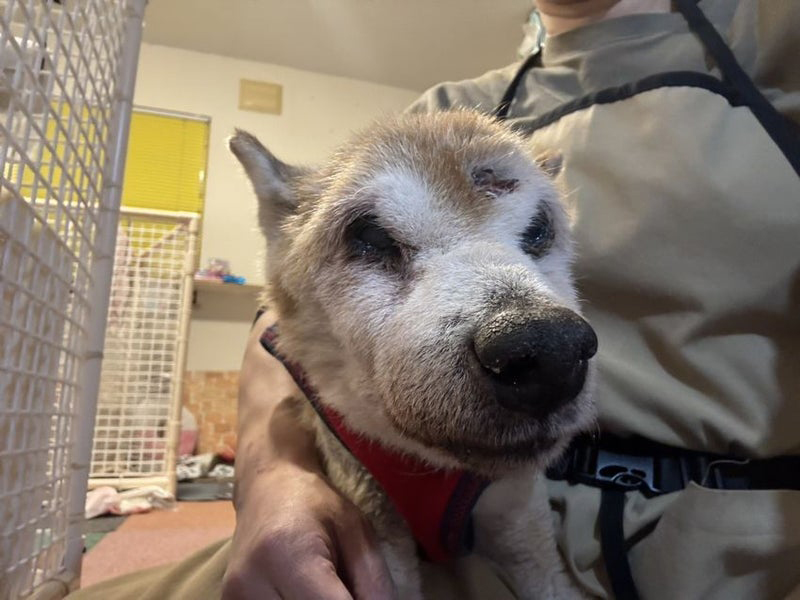 逢犬はうす新ユニット発表!!そして、あのコンビが復活!?