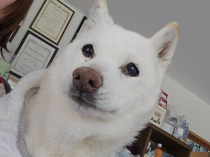 ペコちゃん踏んだり蹴ったり