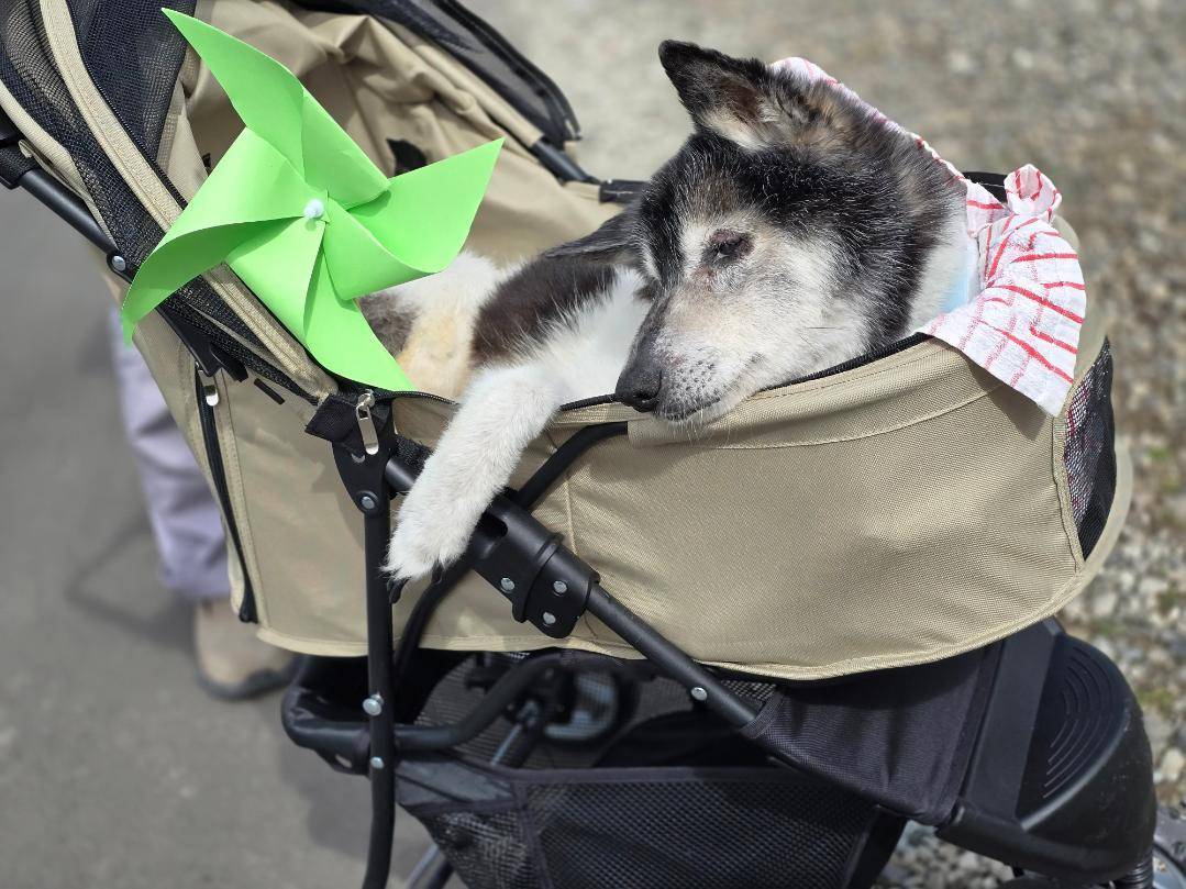 老犬・介護犬に特化したケア