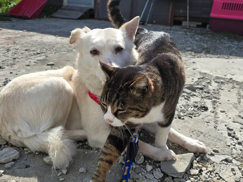 今まで保護した動物の画像