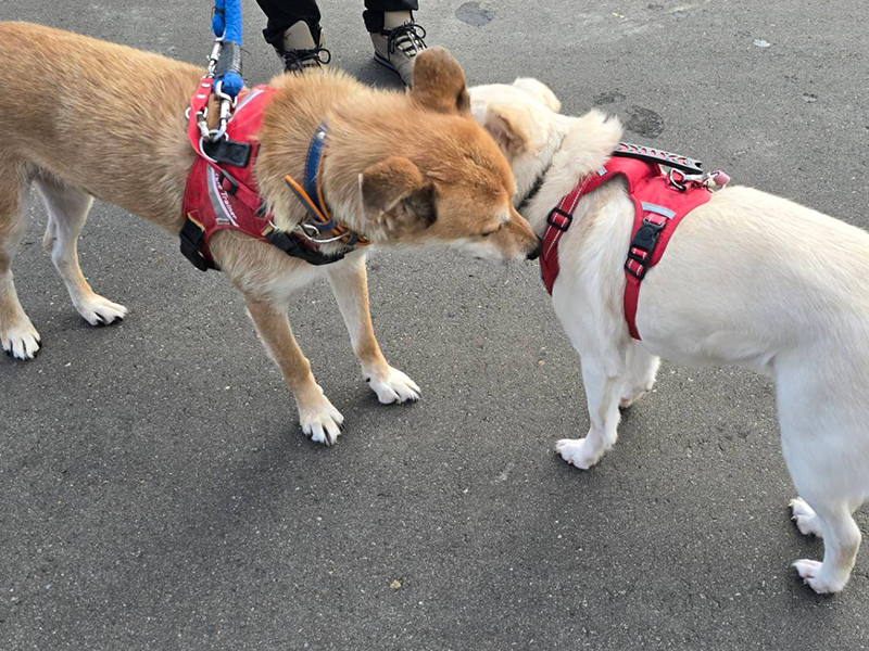 今まで保護した動物の画像