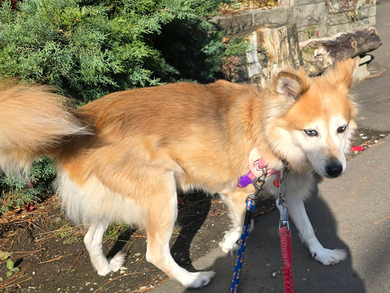 今まで保護した動物の画像