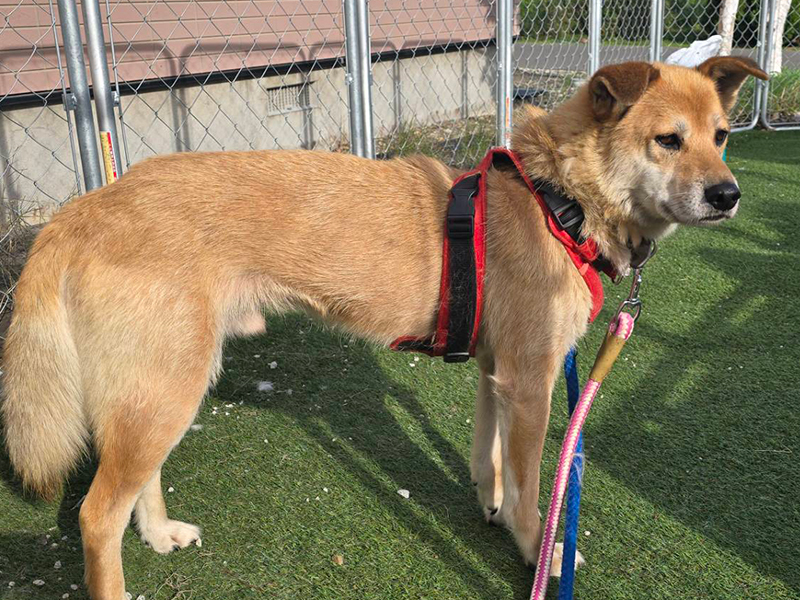 今まで保護した動物の画像