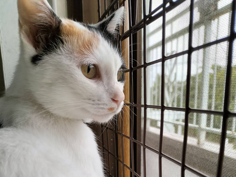 今まで保護した動物の画像