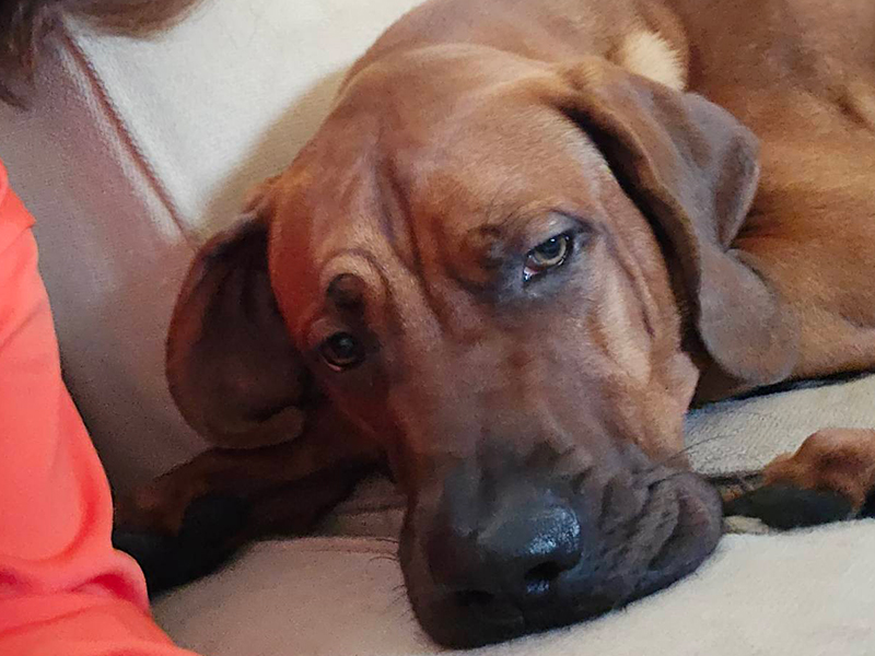 今まで保護した動物の画像