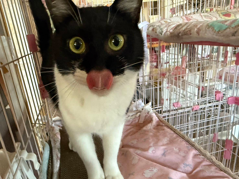 今まで保護した動物の画像