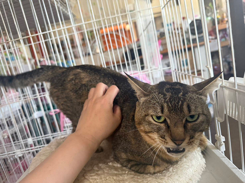 今まで保護した動物の画像