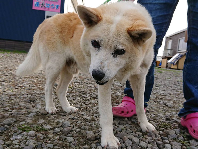 今まで保護した動物の画像