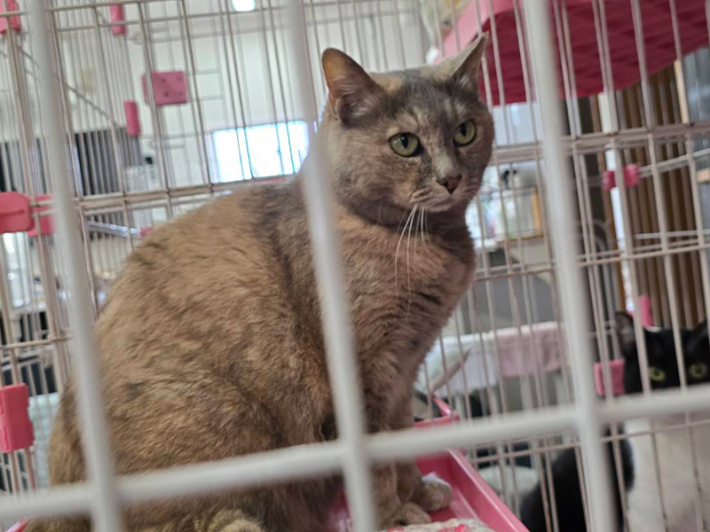 今まで保護した動物の画像