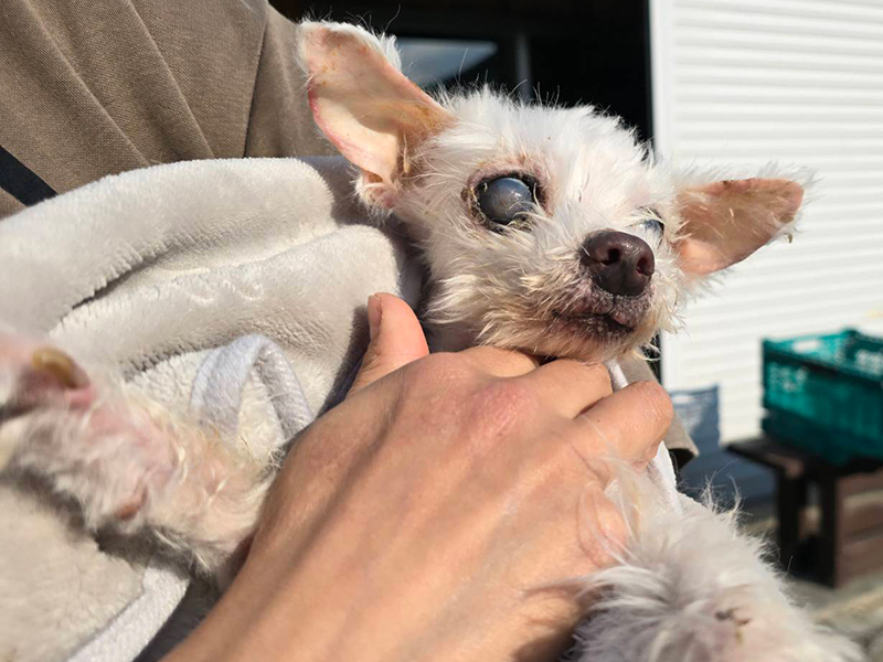 今まで保護した動物の画像
