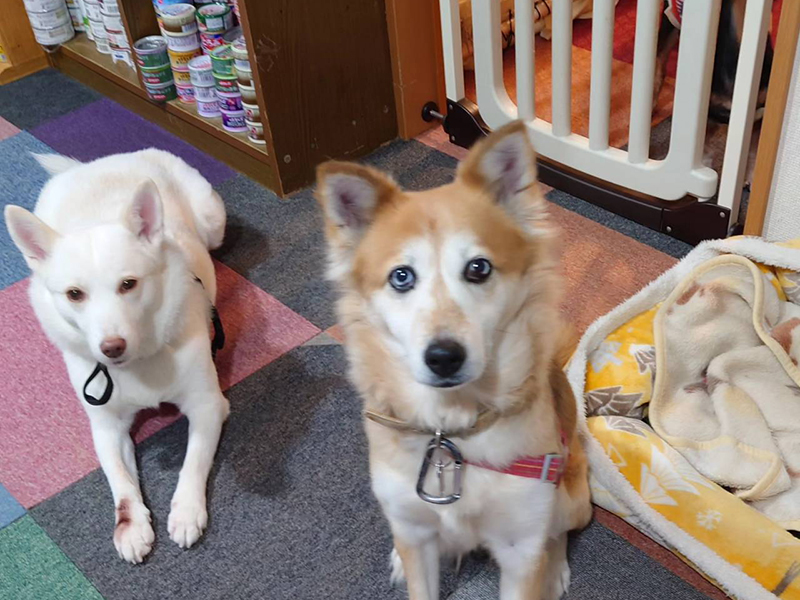 今まで保護した動物の画像