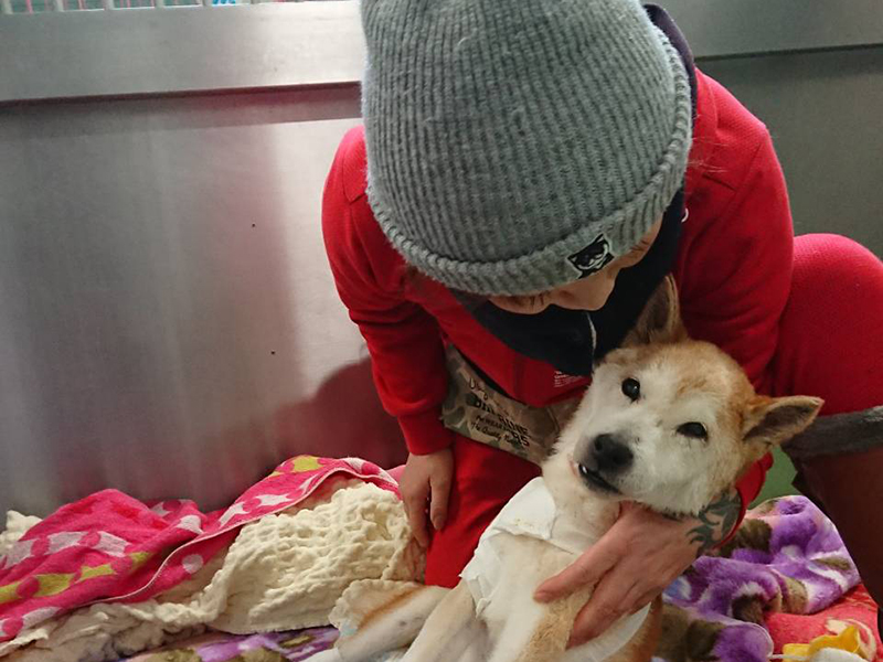 今まで保護した動物の画像