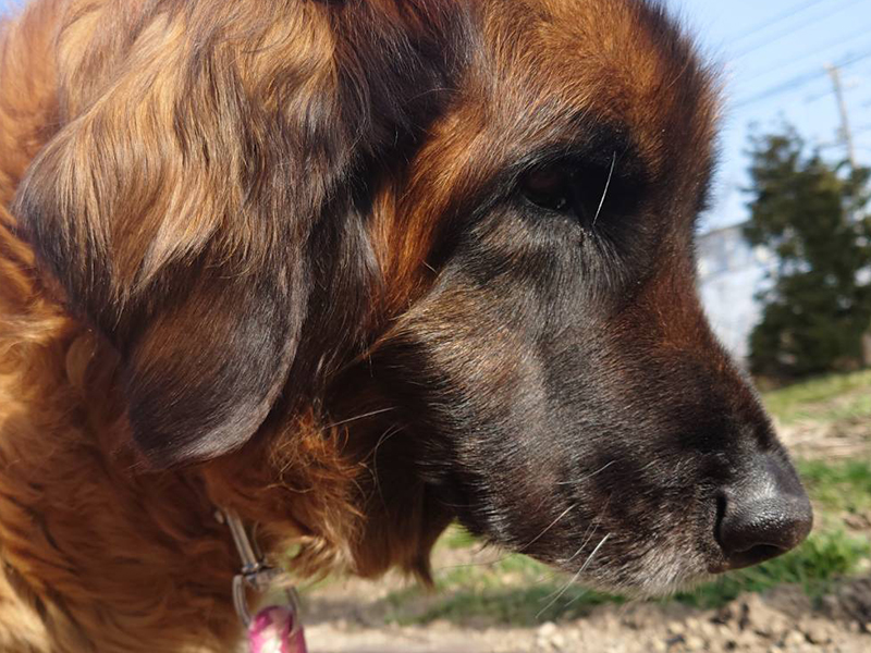 今まで保護した動物の画像