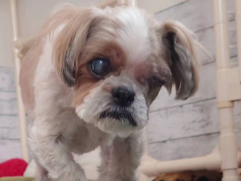 今まで保護した動物の画像