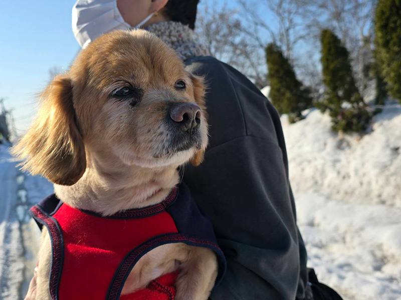 今まで保護した動物の画像