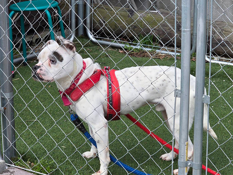今まで保護した動物の画像