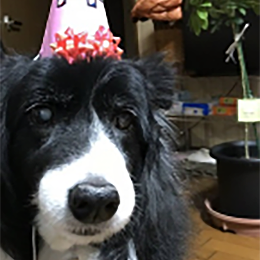 札幌市厚別区 谷川 順子様【ボーダーコリー 桜 15歳８ヶ月】ロングステイプラン