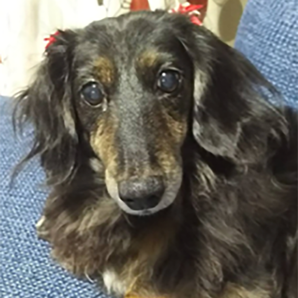 札幌市東区 A様【ミニチュアダックスフント ミリー 17歳】ロングステイ