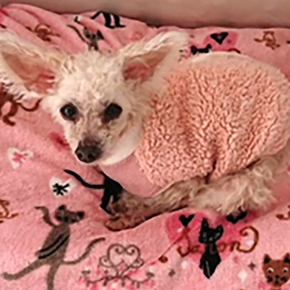 札幌市東区 萩原様【トイプードル モカ 18歳 】ホテルプラン