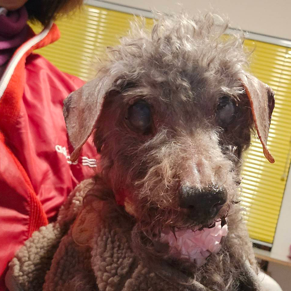 東区 椎那様【トイプードル ルン 18歳】終生プラン