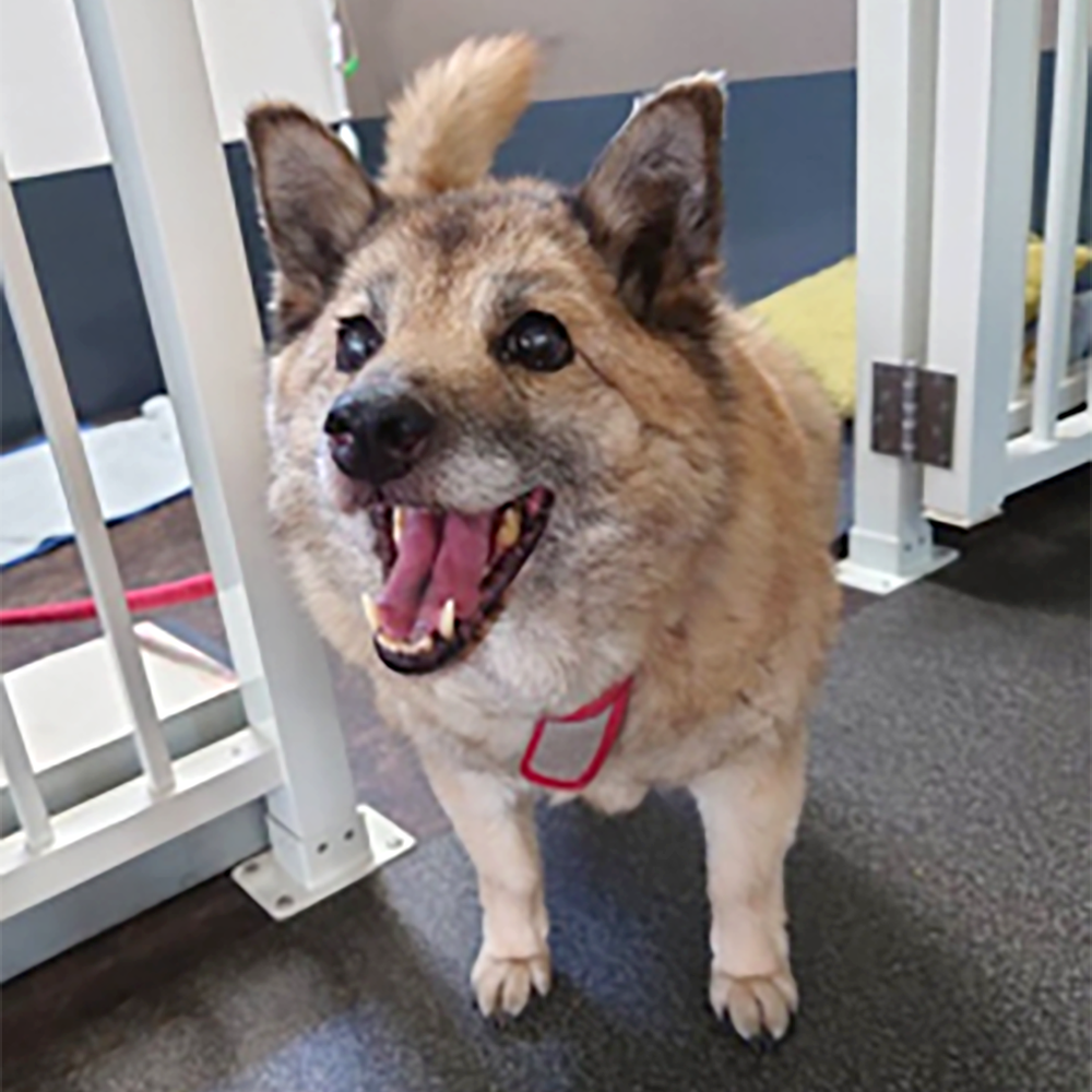 札幌市豊平区 Y様【北海道犬ミックス ロッキー 14歳】ロングステイプラン